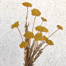 Cargar imagen en el visor de la galería, Achillea Filipendulina
