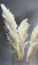 Cargar imagen en el visor de la galería, Pampas Preservadas Sunshine