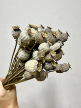 Cargar imagen en el visor de la galería, Papaver Seco Varios Colores