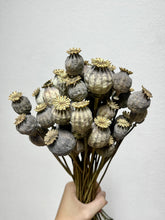 Cargar imagen en el visor de la galería, Papaver Seco Varios Colores