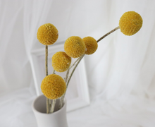 Cargar imagen en el visor de la galería, Craspedia Varios Colores