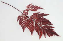 Cargar imagen en el visor de la galería, Helecho Cuero Preservado