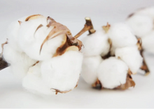 Cargar imagen en el visor de la galería, Rama Algodón Seca