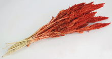 Cargar imagen en el visor de la galería, Amaranthus preservado