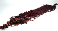 Cargar imagen en el visor de la galería, Amaranthus Preservado Varios tonos