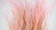 Cargar imagen en el visor de la galería, Stypa Pennata Varios Colores