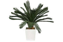 Cargar imagen en el visor de la galería, Planta Cyca Exterior