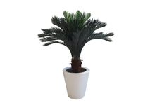 Cargar imagen en el visor de la galería, Planta Cyca Exterior