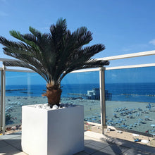 Cargar imagen en el visor de la galería, Planta Cyca Exterior