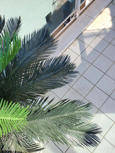 Cargar imagen en el visor de la galería, Planta Cyca Exterior