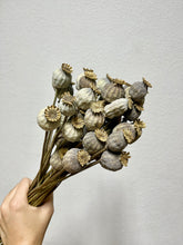 Cargar imagen en el visor de la galería, Papaver Seco Varios Colores