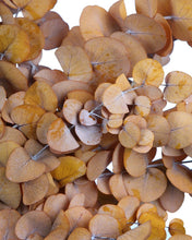 Cargar imagen en el visor de la galería, Eucalipto Varios colores