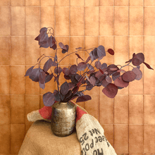 Cargar imagen en el visor de la galería, Eucalipto Populus Varios colores