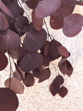 Cargar imagen en el visor de la galería, Eucalipto Populus Varios colores