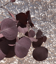 Cargar imagen en el visor de la galería, Eucalipto Populus Varios colores