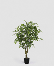 Cargar imagen en el visor de la galería, Árbol Ficus Benjamín
