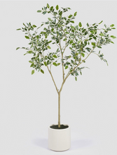 Cargar imagen en el visor de la galería, Ficus Benjamín Hojas Blancas + Macetero
