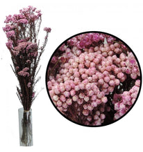 Cargar imagen en el visor de la galería, Flor de arroz Varios colores