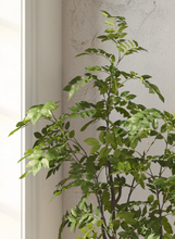 Cargar imagen en el visor de la galería, Árbol Dalbergia