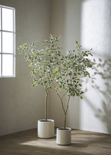 Cargar imagen en el visor de la galería, Ficus Benjamín Hojas Blancas + Macetero