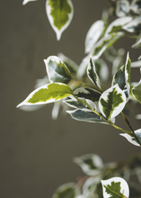 Cargar imagen en el visor de la galería, Ficus Benjamín Hojas Blancas + Macetero