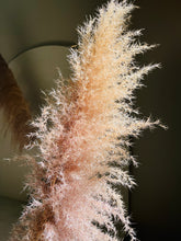 Cargar imagen en el visor de la galería, Pampas Preservadas Cascabel