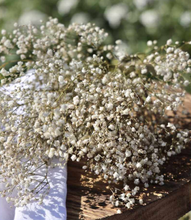 Cargar imagen en el visor de la galería, Gypsophila - Paniculata preservada - Varios colores