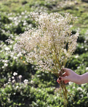 Cargar imagen en el visor de la galería, Gypsophila - Paniculata preservada - Varios colores
