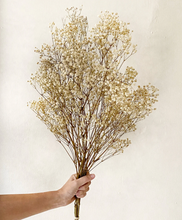 Cargar imagen en el visor de la galería, Gypsophila - Paniculata preservada - Varios colores