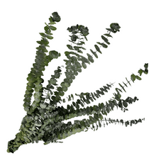 Cargar imagen en el visor de la galería, Eucalipto Baby Varios Colores