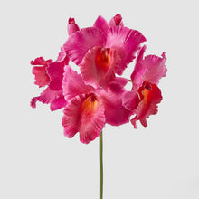Cargar imagen en el visor de la galería, Orquídeas colombianas Hiperrealistas