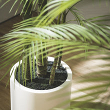 Cargar imagen en el visor de la galería, Planta Areca Hiperrealista