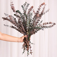 Cargar imagen en el visor de la galería, Eucalipto Baby Varios Colores