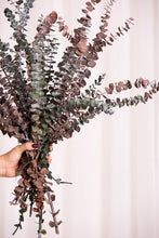 Cargar imagen en el visor de la galería, Eucalipto Baby Varios Colores