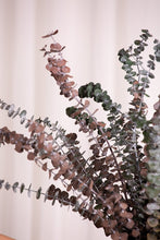 Cargar imagen en el visor de la galería, Eucalipto Baby Varios Colores