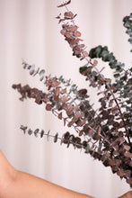 Cargar imagen en el visor de la galería, Eucalipto Baby Varios Colores