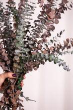 Cargar imagen en el visor de la galería, Eucalipto Baby Varios Colores