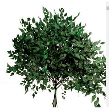 Cargar imagen en el visor de la galería, Avencao Preservado