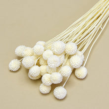 Cargar imagen en el visor de la galería, Craspedia Varios Colores