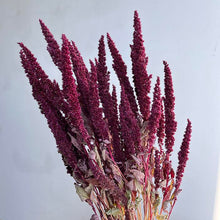 Cargar imagen en el visor de la galería, Amaranthus preservado