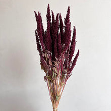 Cargar imagen en el visor de la galería, Amaranthus preservado