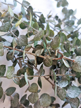 Cargar imagen en el visor de la galería, Eucalipto Baby Varios Colores