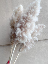 Cargar imagen en el visor de la galería, Pampas Rositas Preservadas