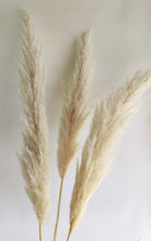 Cargar imagen en el visor de la galería, Pampas Pluma