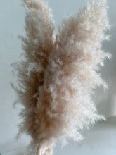 Cargar imagen en el visor de la galería, Pampas Rositas Preservadas