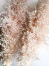 Cargar imagen en el visor de la galería, Pampas Rositas Preservadas