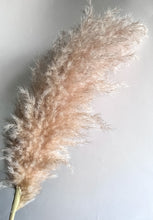 Cargar imagen en el visor de la galería, Pampas Rositas Preservadas