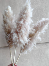 Cargar imagen en el visor de la galería, Pampas Rositas Preservadas