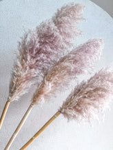 Cargar imagen en el visor de la galería, Pampas Rositas Preservadas