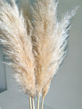 Cargar imagen en el visor de la galería, Pampas Patri White House